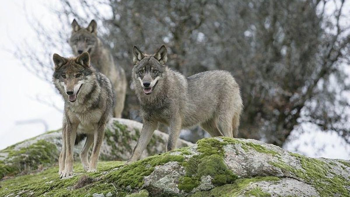 Oria ve "falta de respeto" que el PP considere un "fracaso" la Mesa del Lobo