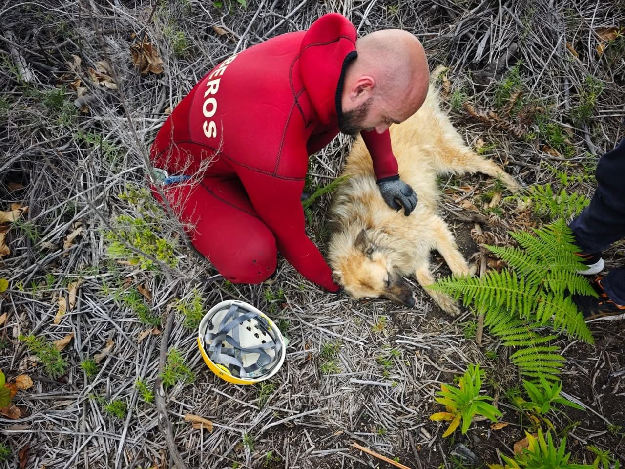 Uno de los perros tras el rescate. BOMBEROS LA PALMA