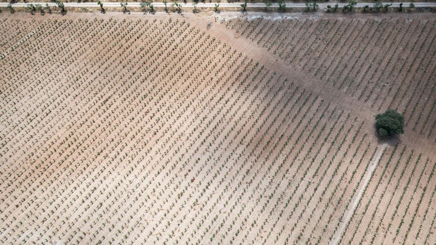 El Gobierno ofrece a los agricultores comprar sus derechos de riego para proteger Daimiel: nadie quiere vender