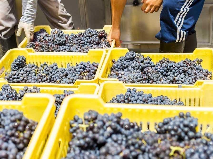 Vendimia El Grifo 2021