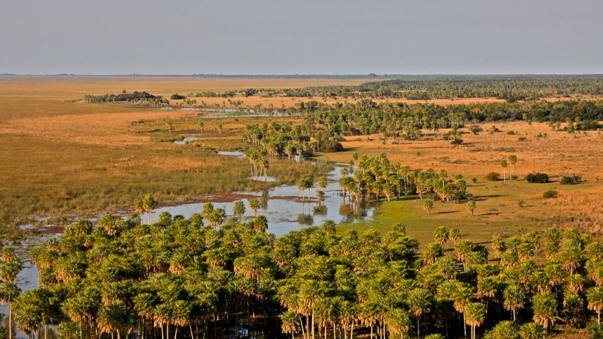 Palmeras en los humadales del Iberá