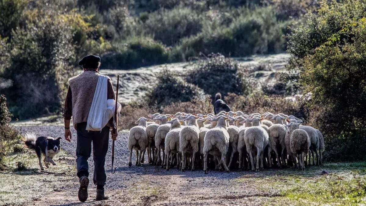 Un pastor con su rebajo de ovejas con el que realiza la trashumancia.