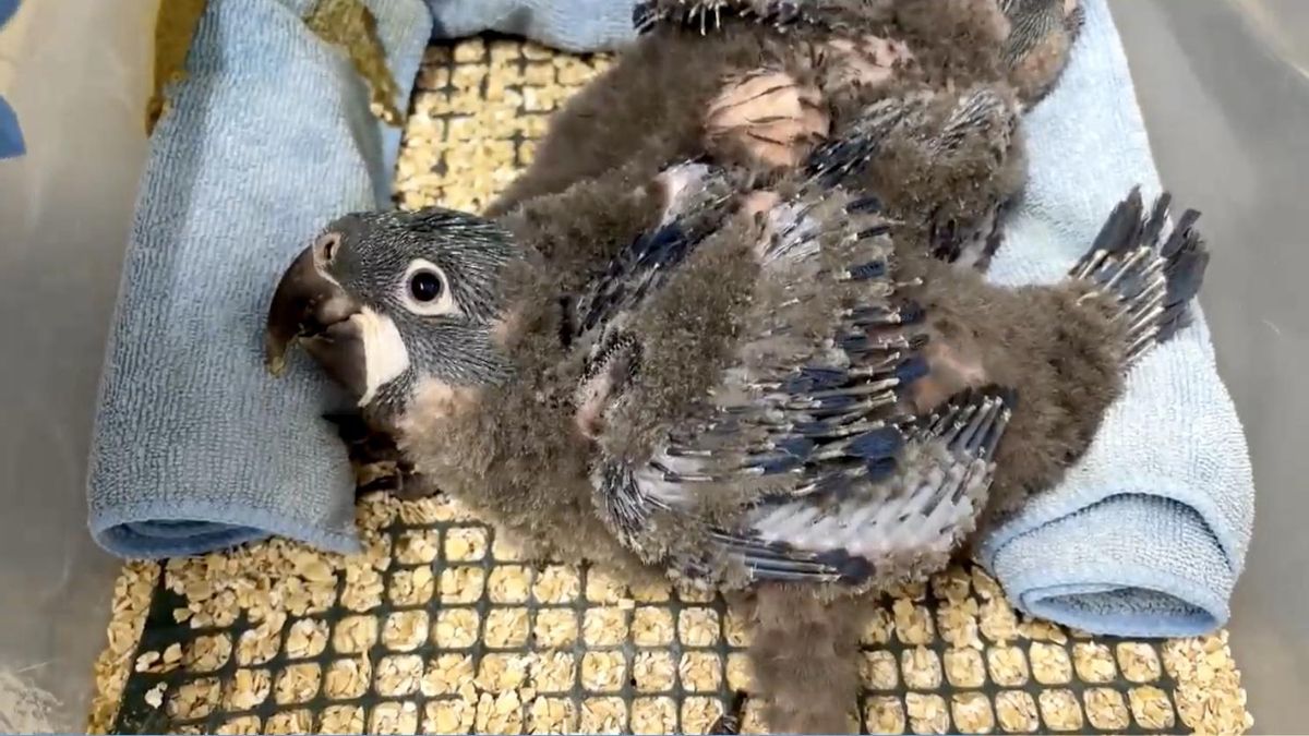 Tres récords Guinness y un logro único: los zoólogos del Pairi Daiza han criado las tres especies de guacamayos azules