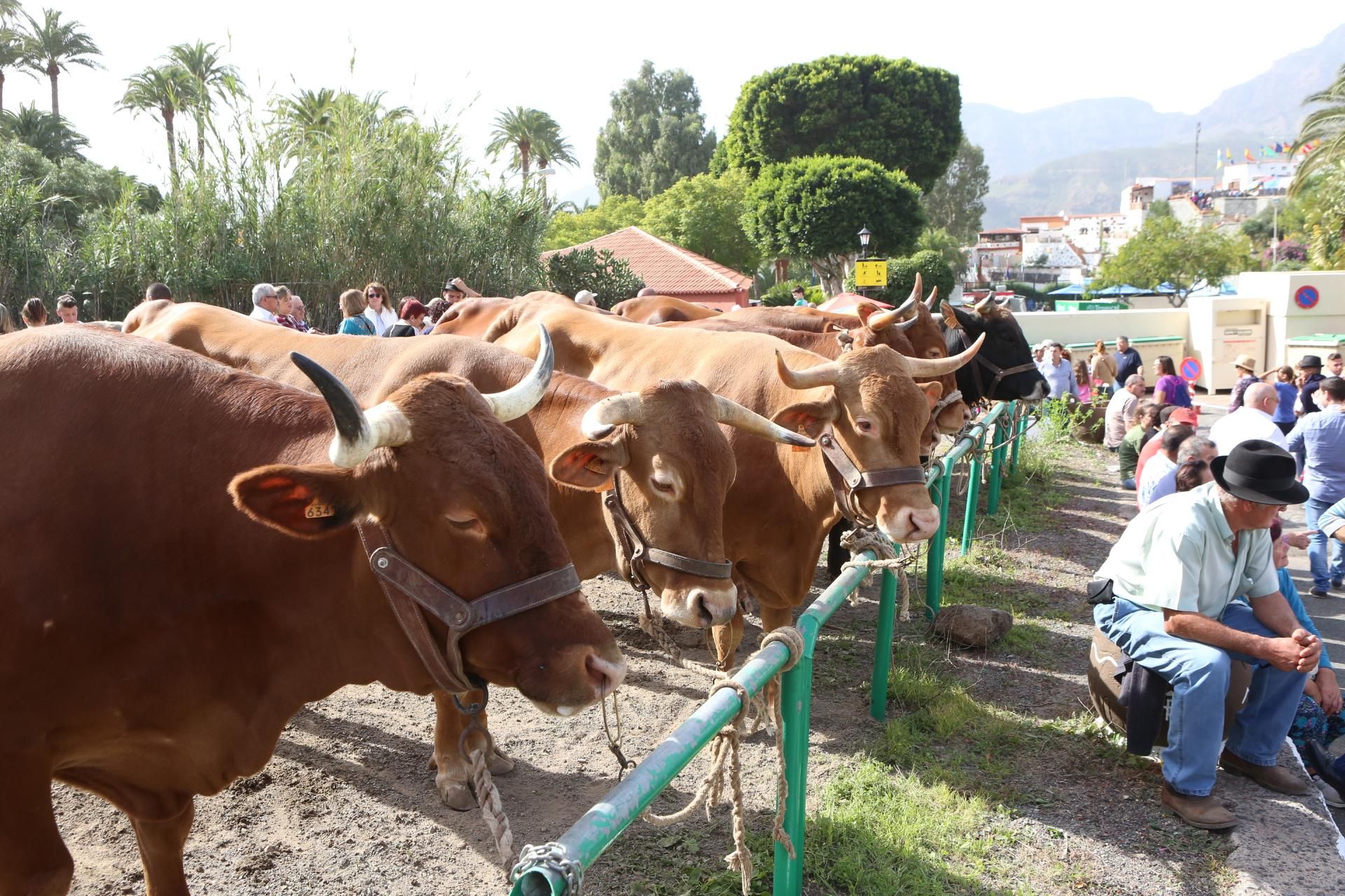 Fiestas de Santa Lucía de Tirajana (ALEJANDRO RAMOS)