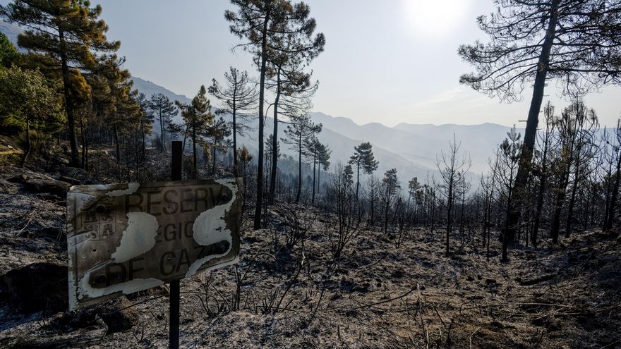 Los trabajos y la lluvia frenan el incendio en Ávila: bajo control y rebajado el peligro