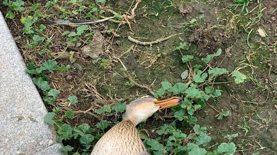 Más Madrid y Pacma denuncian que la mascletà "ha matado animales" en Madrid Río