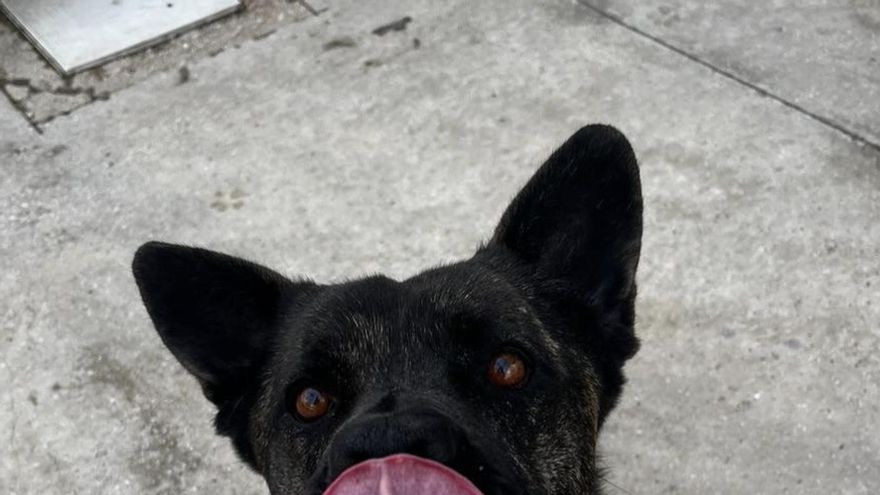 La fuerza de Nina, la perrita que deambulaba embarazada por un campo y que ahora está lista para ser adoptada