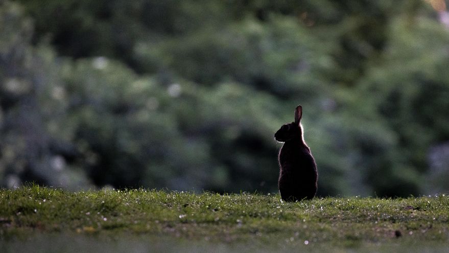 Convocan una manifestación para el miércoles 22 en Toledo para que la Junta declare plaga "la invasión de conejos"