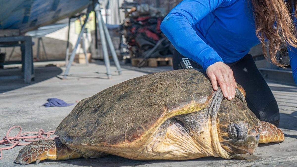 Ejemplar de la tortuga encontrada en Torrevieja.