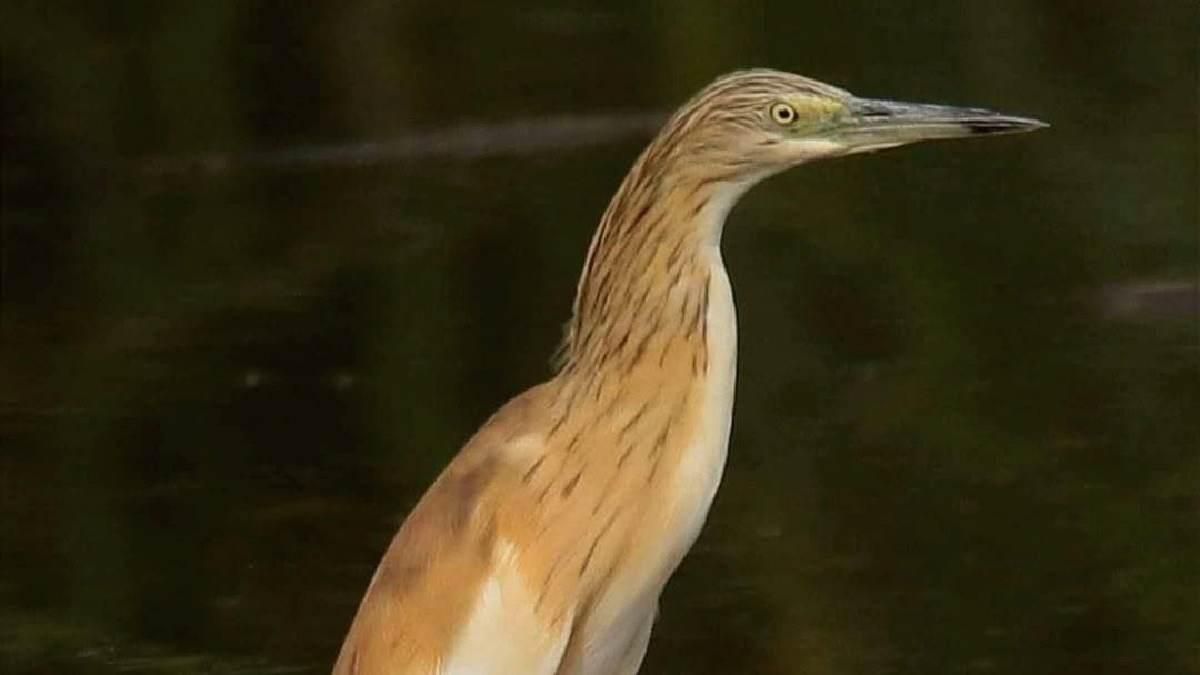 Garcilla Cangrejera. Faliky
