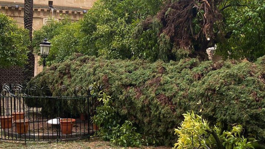 Ciprés caído en el Patio de los Naranjos.
