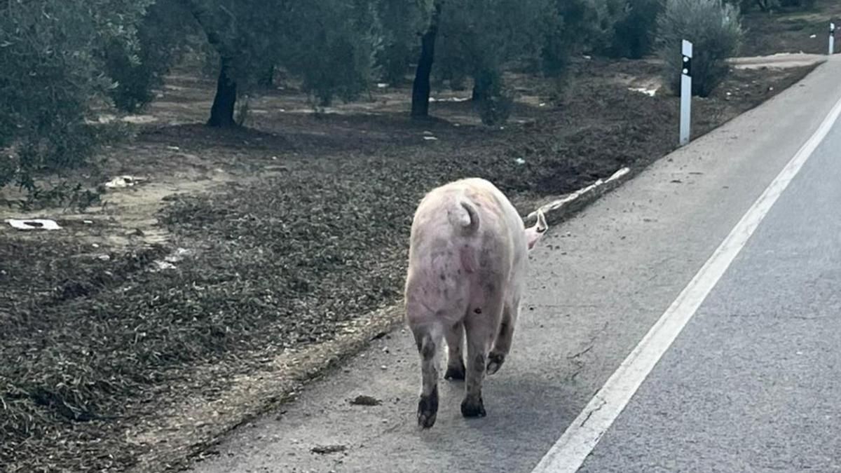 El cerdo deambulando por el arcén dela carretera.
