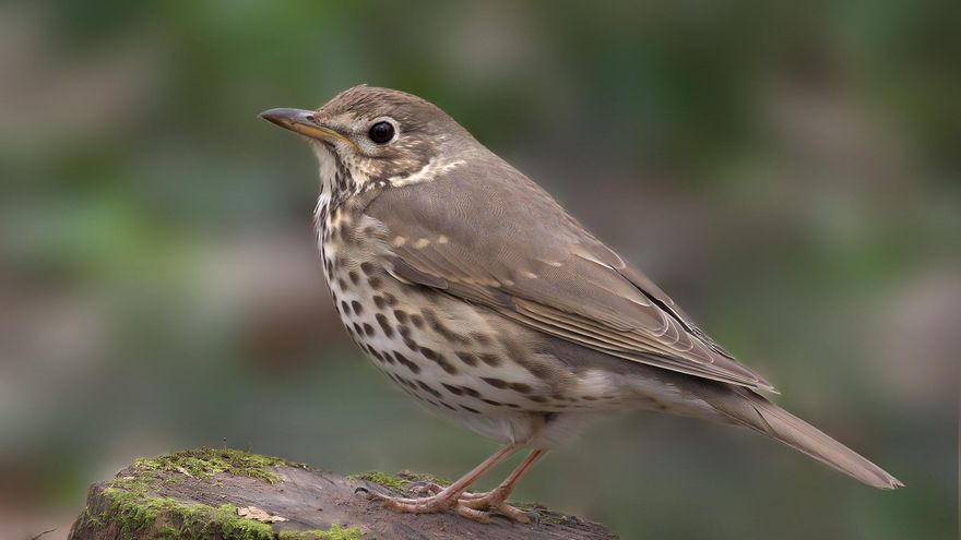 Las luces de las ciudades están alterando los hábitos de canto de las aves y prolongando su actividad diaria hasta una hora