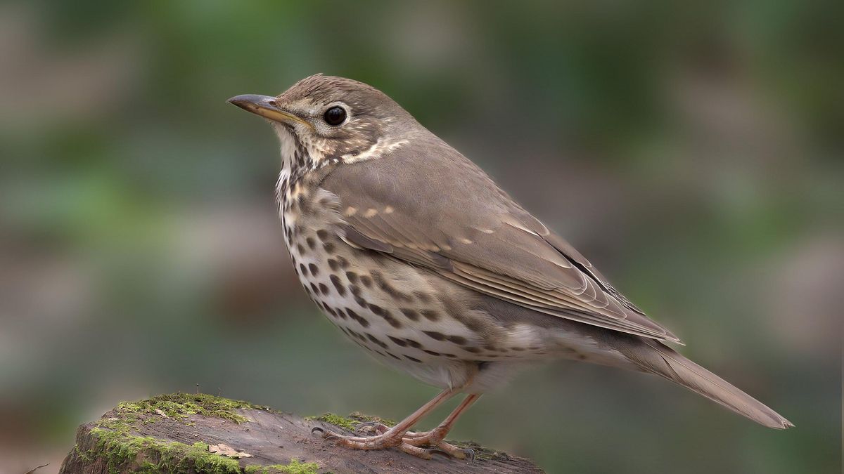 El esternón de los pájaros aparecía roto a propósito
