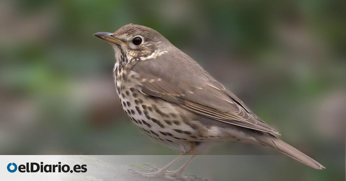 Las luces de las ciudades están alterando los hábitos de canto de las aves y prolongando su actividad diaria hasta una hora