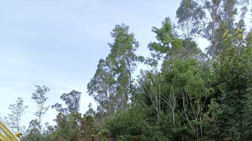 Dos portugueses heridos con pronóstico reservado tras una salida de vía en Udías
