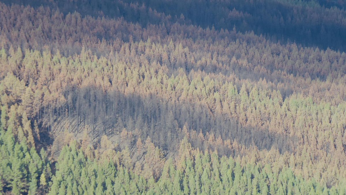 Imagen en picado, desde Izaña, de los pinares de La Orotava y Los Realejos, con grandes manchas oscuras y marrones por el impacto del fuego.