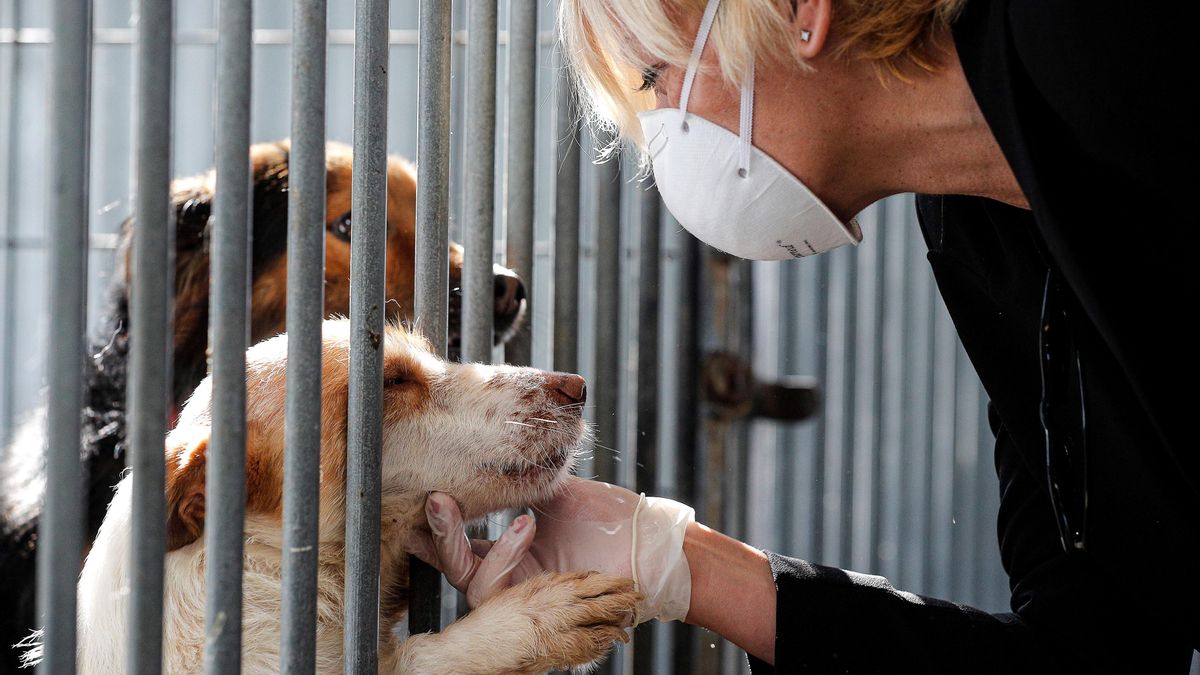 Ayudas de cien euros por cada animal adoptado en el del Centro de Acogida de Animales de La Rioja