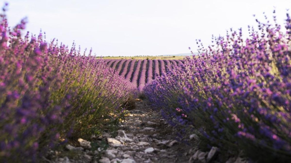 El pueblo de Guadalajara para disfrutar de miles de campos de lavanda a menos de una hora de Madrid