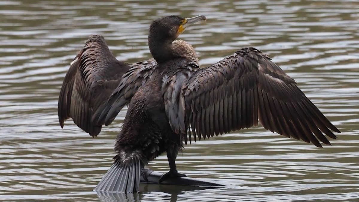 Cantabria confirma tres nuevos casos de gripe aviar en aves silvestres recogidas en Solares, San Vicente y Gama