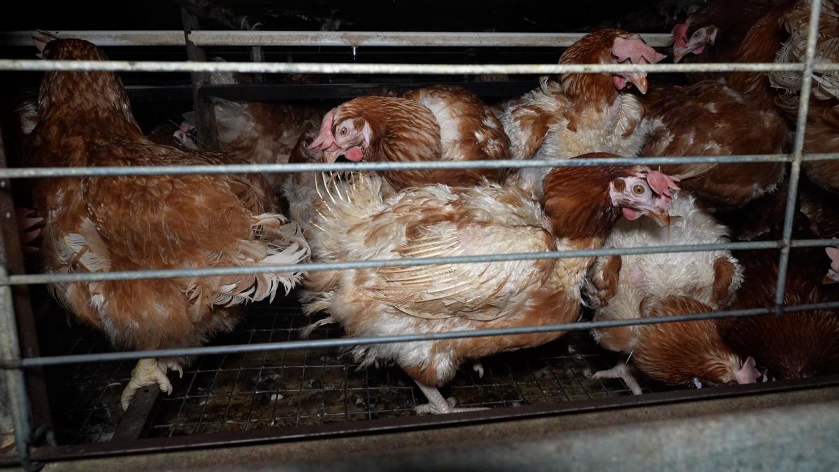 Gallinas apiñadas en los niveles del aviario con pérdida extensa de plumaje en cuello, dorso y vientre, y crestas pálidas.
