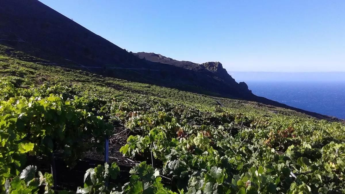 Imagen de archivo de viñedos de Llanos Negros, en Fuencaliente.