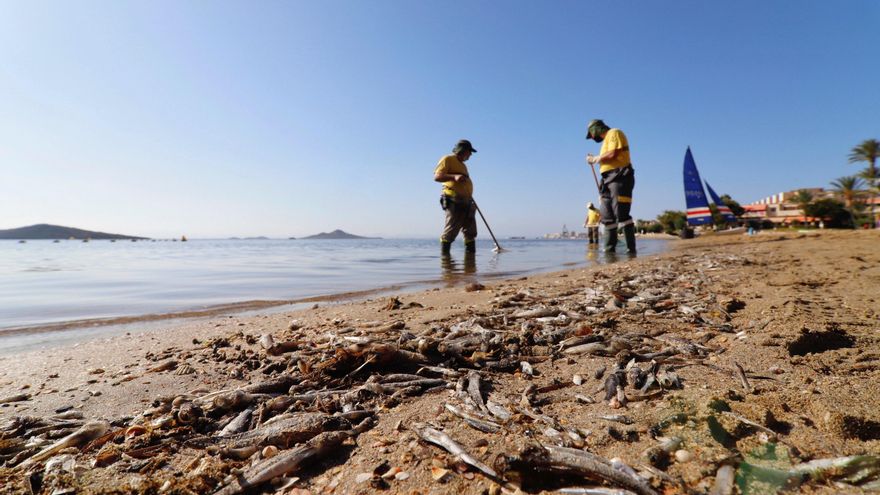 Gobierno y ecologistas temen que el Mar Menor sufra otra crisis este verano: "La situación es crítica"