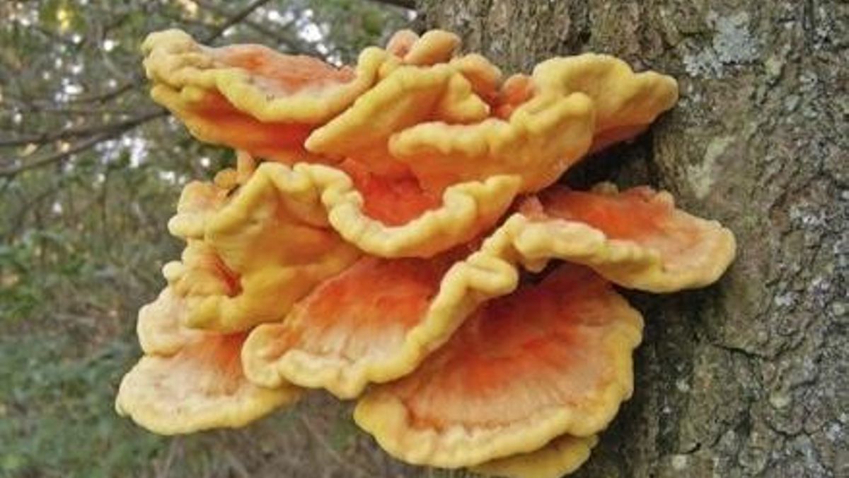 Seta del Año en Canarias: ‘Laetiporus sulphureus’