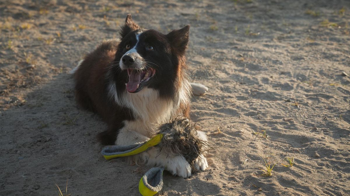 Zizou, campeón en obediencia canina