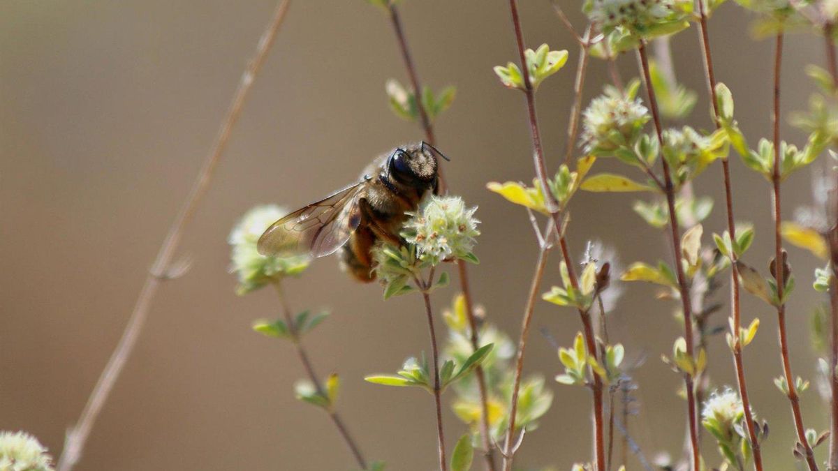 Las abejas autóctonas entran en la lista roja de especies amenazadas tras la llegada del avispón oriental