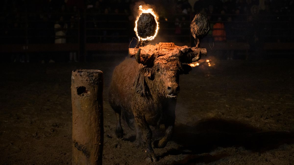 El Toro Jubilo de Medinaceli, en Soria, ya es Bien de Interés Cultural inmaterial