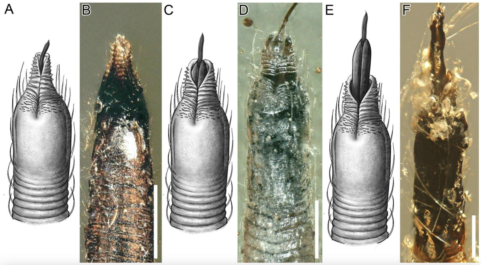 Se observaron conformaciones de la punta del labio modificada como respuesta a la extensión del haz de estiletes en la vista ventral. Barras de escala: 100 μm