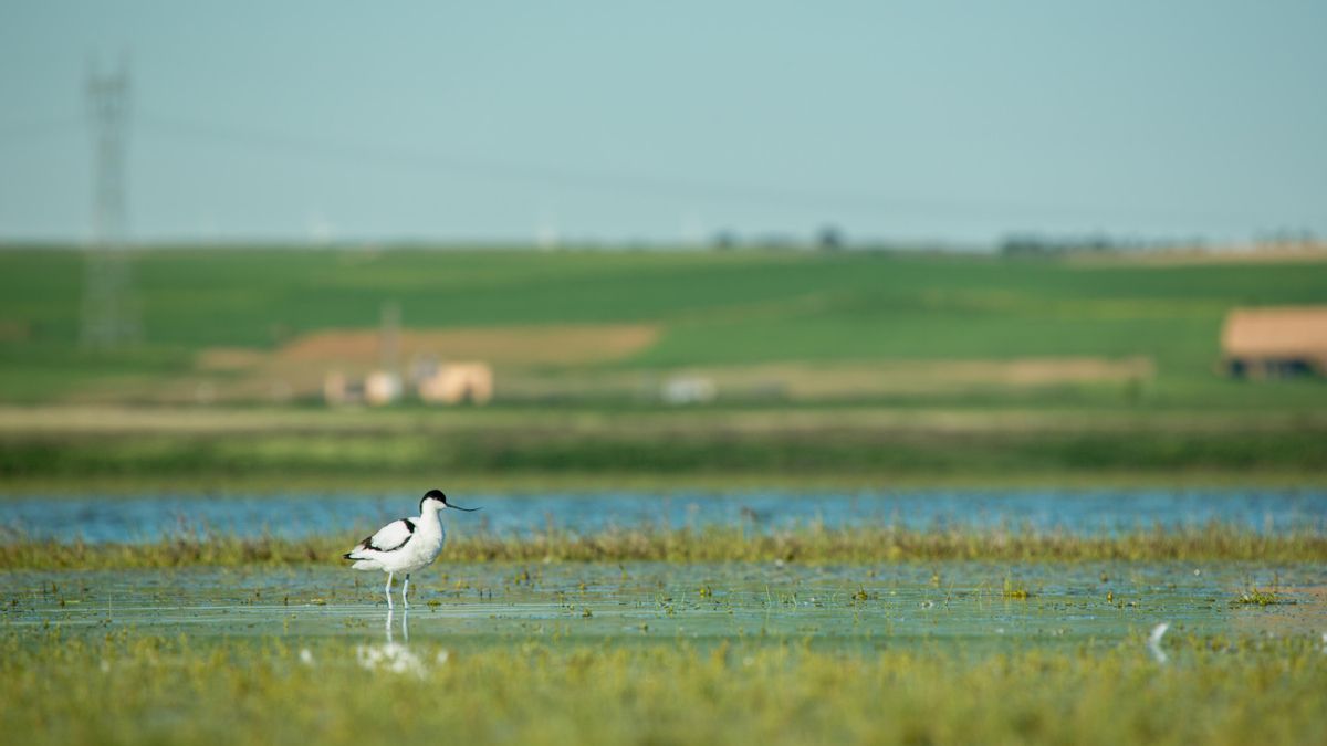 La Laguna de El Hito (Cuenca), una de las beneficiarias del LIFE Humedales.
