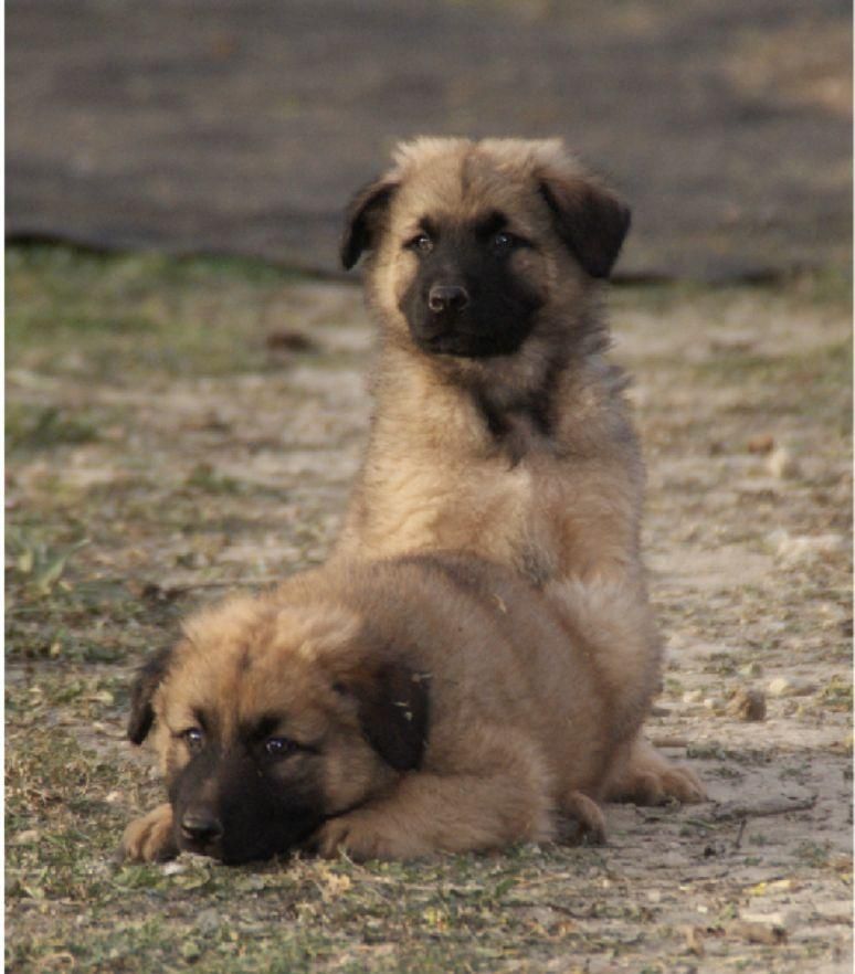 Cachorros de la raza pastor garafiano.