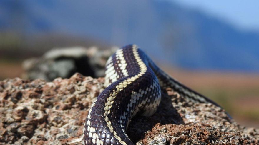 Serpiente californiana
