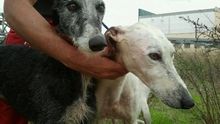 Dos galgos abandonados tras la época de caza son atendidos por la Asociación Animales Maltratados de Extremadura