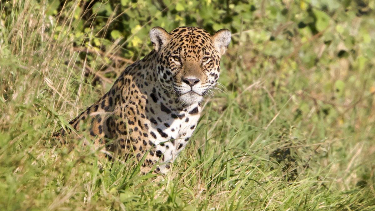 Jaguar (Panthera onca), en el Parque Nacional Kaa-Iya, Bolivia. El felino más grande de América es una de las especies más amenazadas de la región. Foto: Daniel Alarcón
