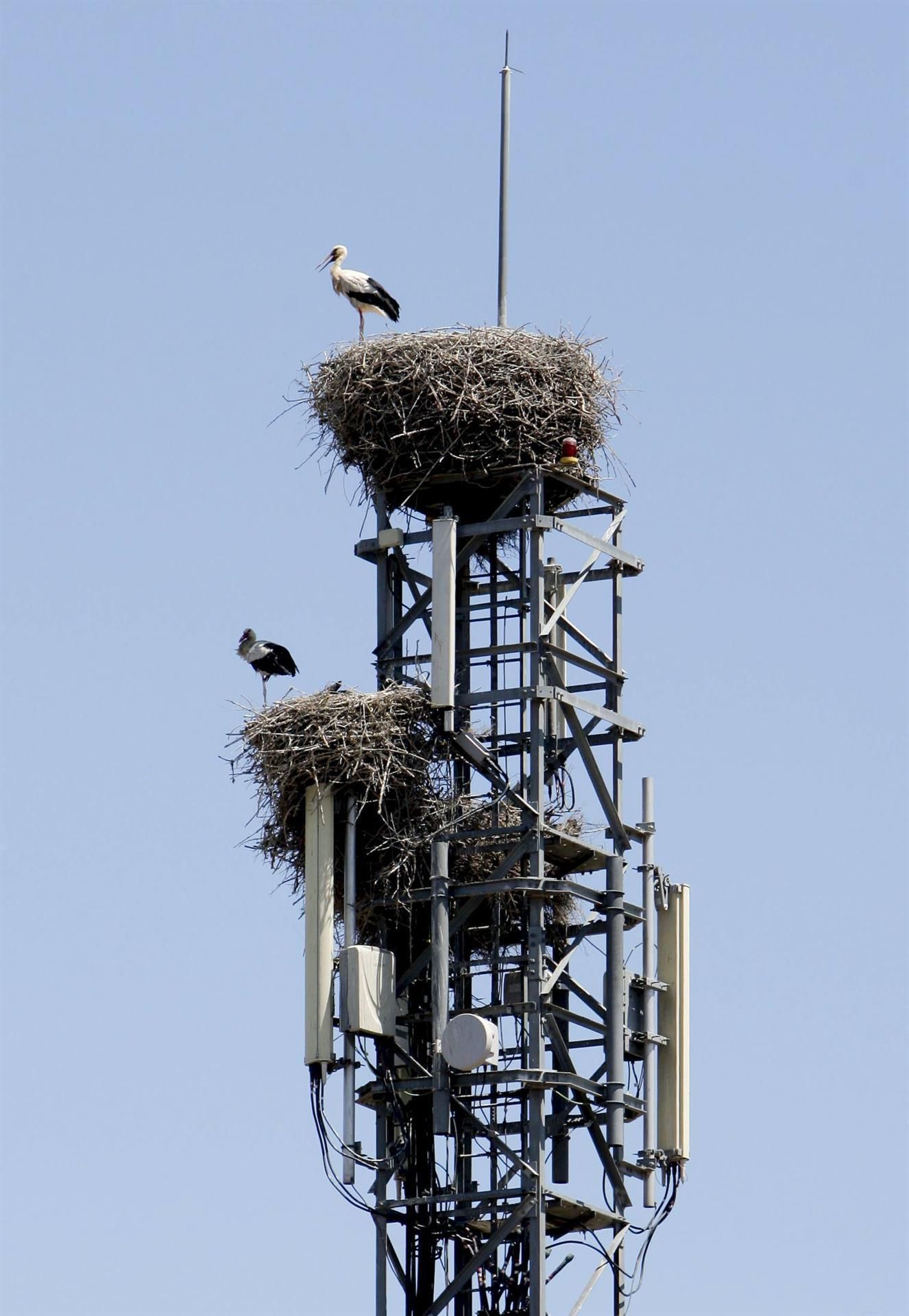 Una cigonya sobre una torre de telefonia mòbil ubicada als afores de Saragossa, en una imatge que il·lustra la presència d'aquestes infraestructures en l'entorn natural.