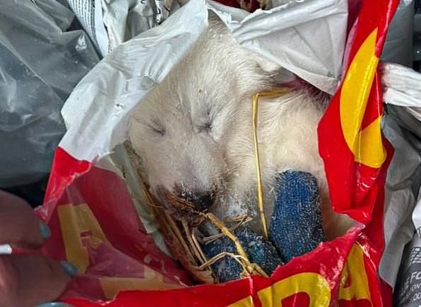 Cachorro muerto en una bolsa de basura
