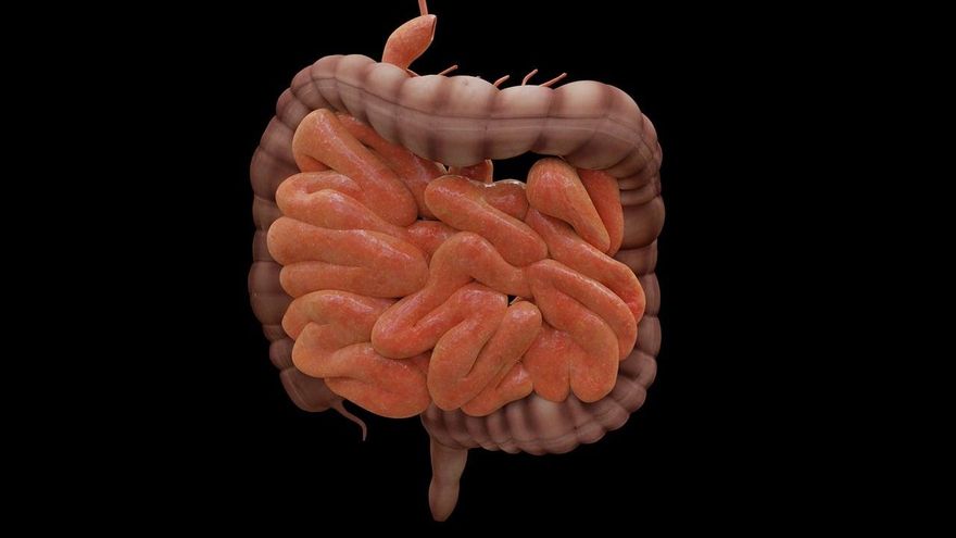 La evolución pisa el acelerador en el intestino humano, que cambia más que el de otras especies