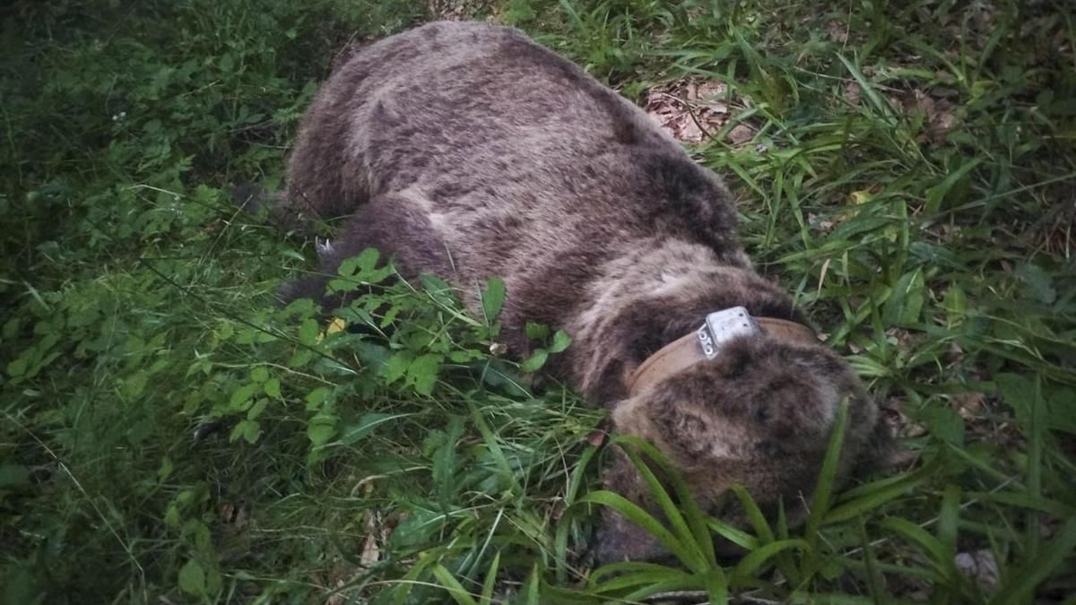 Trasladan a León los restos mortales de un oso de avanzada edad encontrados el viernes en Asturias