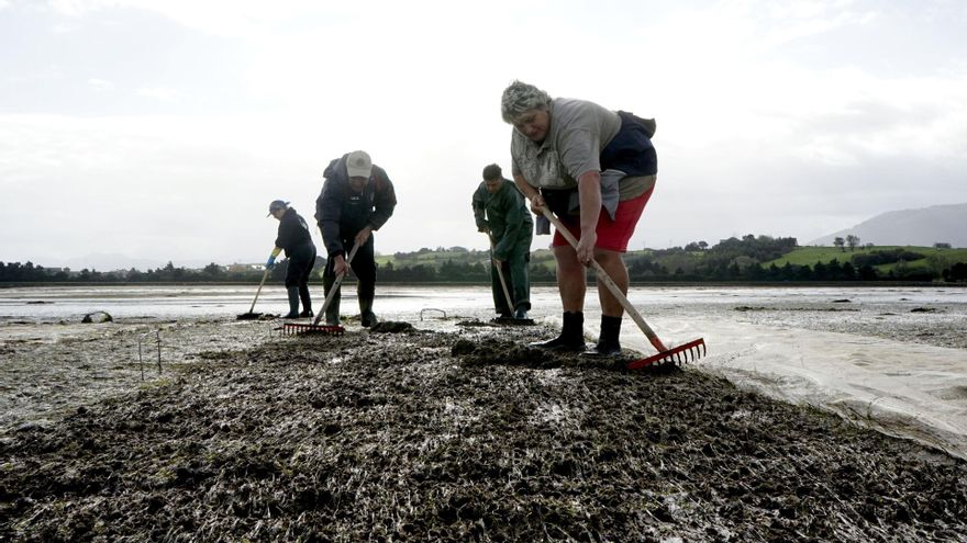 Cantabria establece los periodos de veda de la actividad marisquera para esta temporada