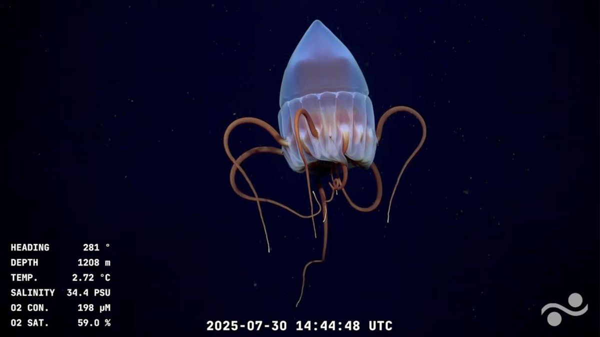 Medusa de profundidad (Atolla sp. u orden Coronatae)