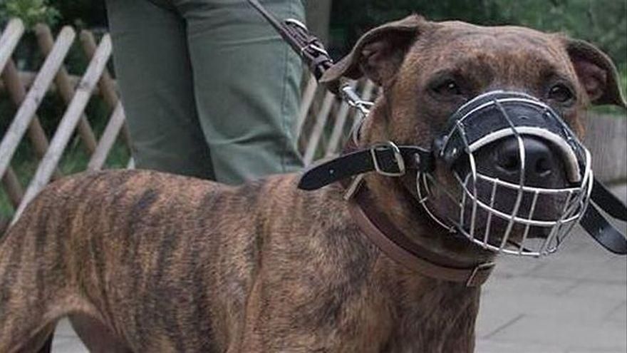 Un perro potencialmente peligroso muerde la cara de un bebé y el juez archiva la causa contra la dueña