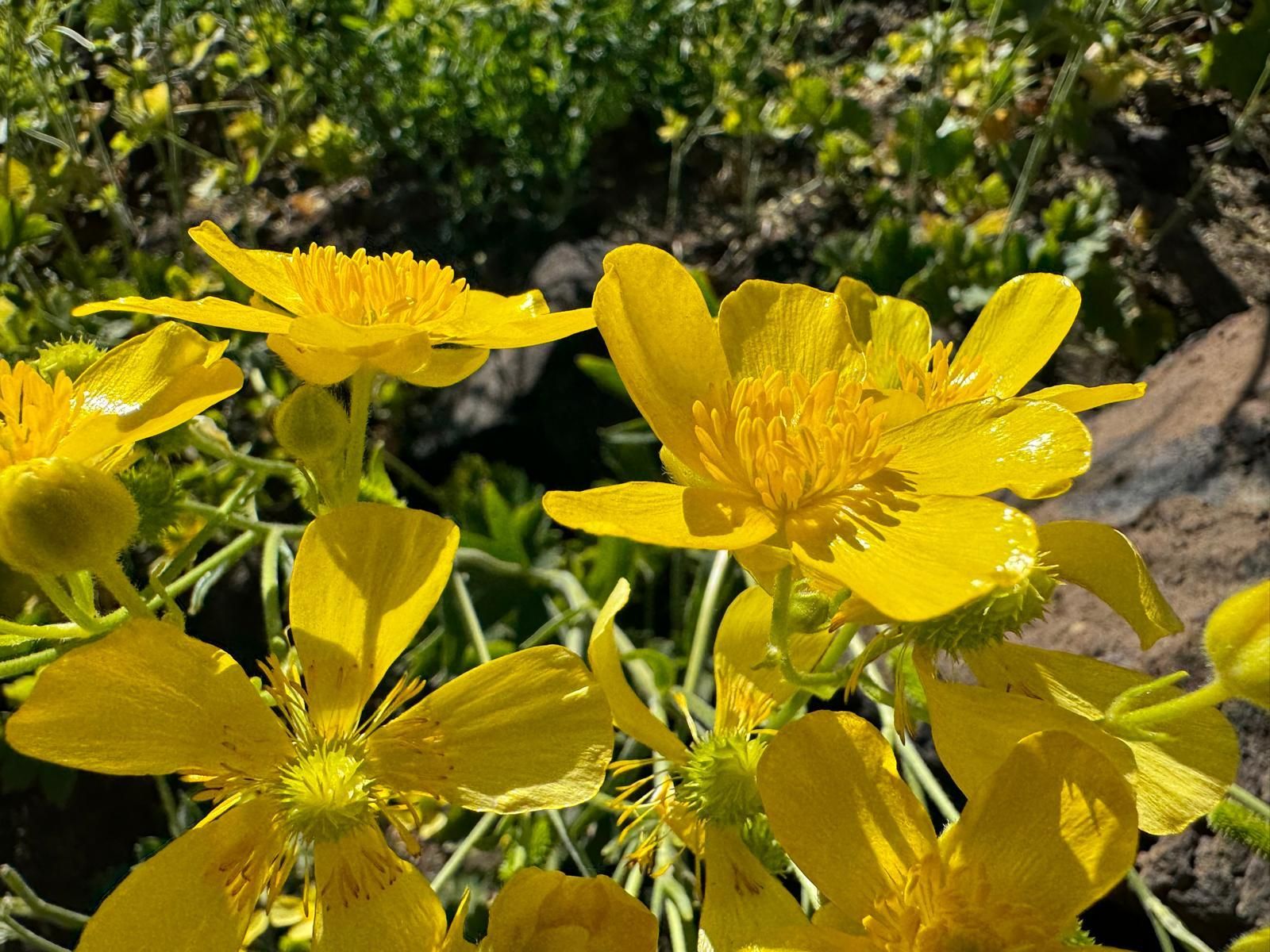 Flores de morgallón ( Ranunculus cortusifolius) en la zona quemada en el margen izquierdo del barranco de La Baranda, a 1.800 metros de altitud.