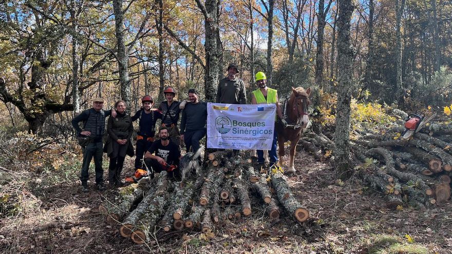 La Universidad de Alcalá desarrolla un proyecto piloto para una nueva gestión forestal en la Sierra norte de Guadalajara