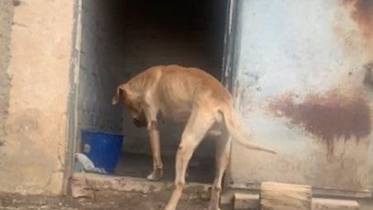 Teddy ha sido acogido ahora por una asociación de protección animal.