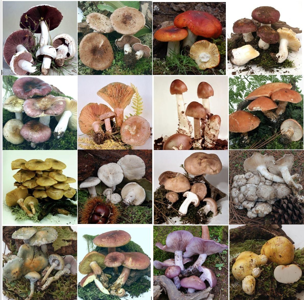 Las fotos pequeñas se pueden utilizar como base para una lección de biología. Todas las setas son comestibles y están recogidas en el libro '80 setas comestibles en La Palma'. Desde allí también puede transferir el nombre a la foto y el lugar donde crece la seta. Fotos y diseño: ROSE MARIE DÄHNCKE.