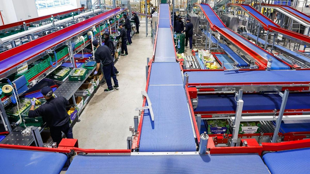 El Gobierno asegura que saldrán 40.000 toneladas de plátanos canarios al año de la nueva planta de maduración en Vizcaya