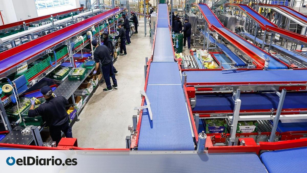 El Gobierno asegura que saldrán 40.000 toneladas de plátanos canarios al año de la nueva planta de maduración en Vizcaya
